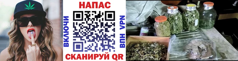 Канабис сатива  закладки  Шарья 